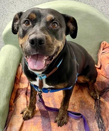 Hash Brown, a Adoptable mixed breed in Roseville, CA image 1/3