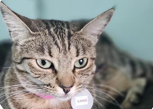 Saws, Adoptable, Young Female Domestic Short Hair.