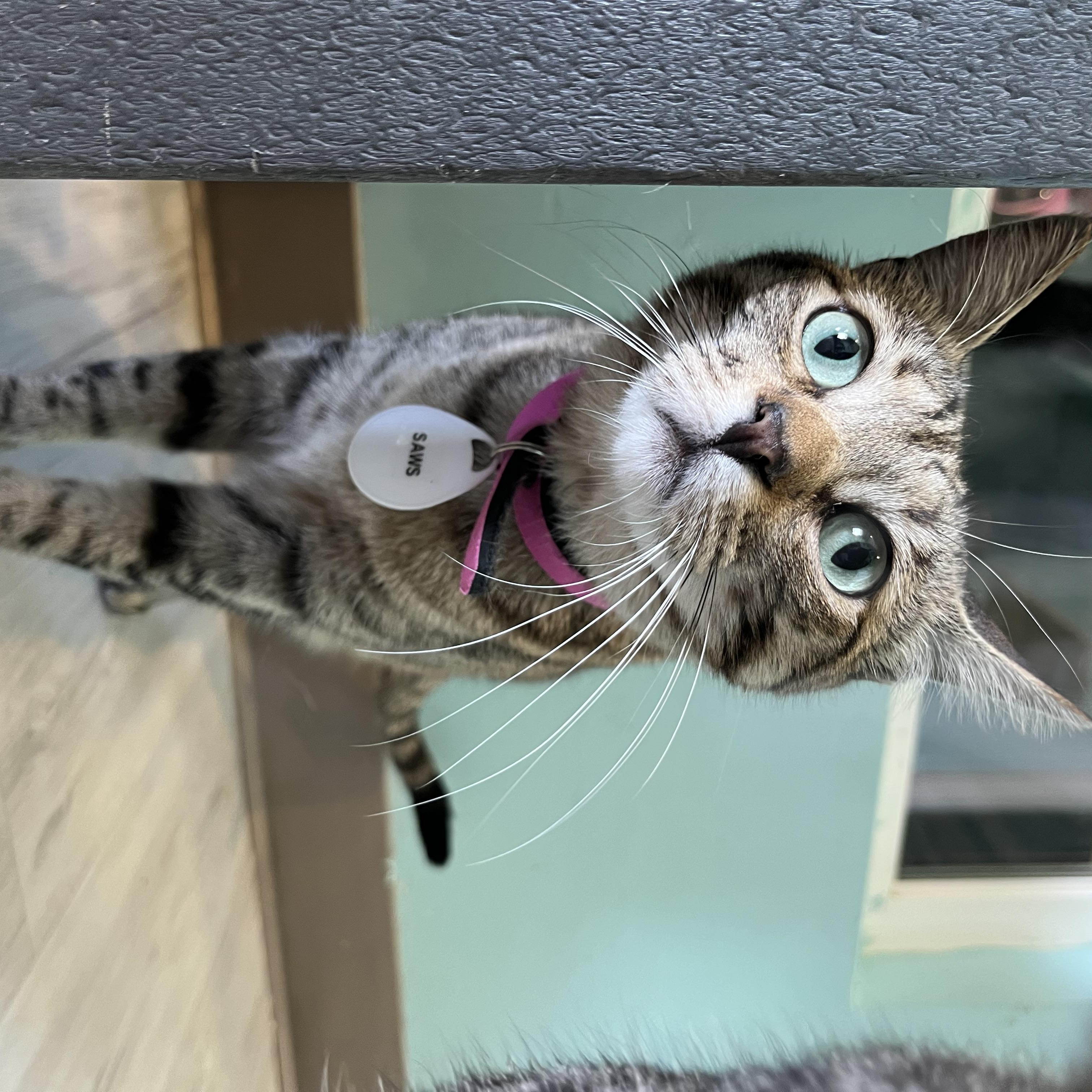 Saws, a Adoptable Domestic Short Hair in Aiea, HI image 3/3