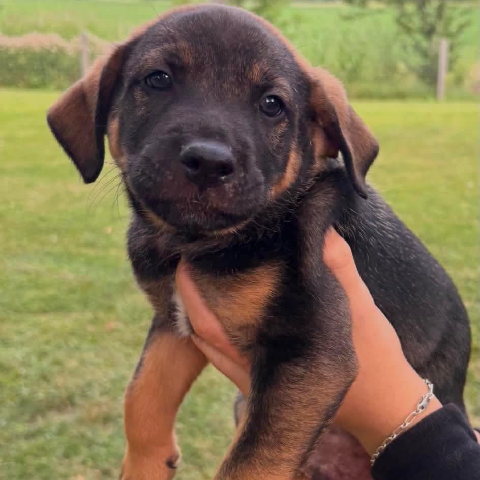 Homer, ADOPTABLE, Puppy Male German Shepherd Dog & American Bulldog.