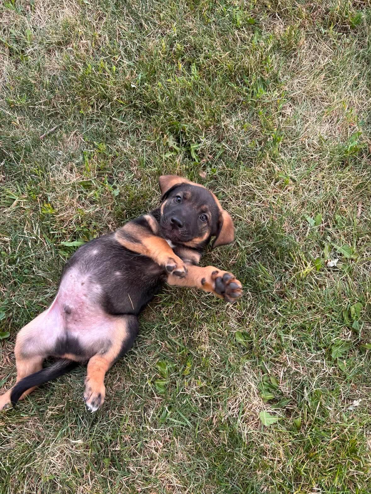 Homer, a ADOPTABLE mixed breed in St Catharines, ON image 2/3
