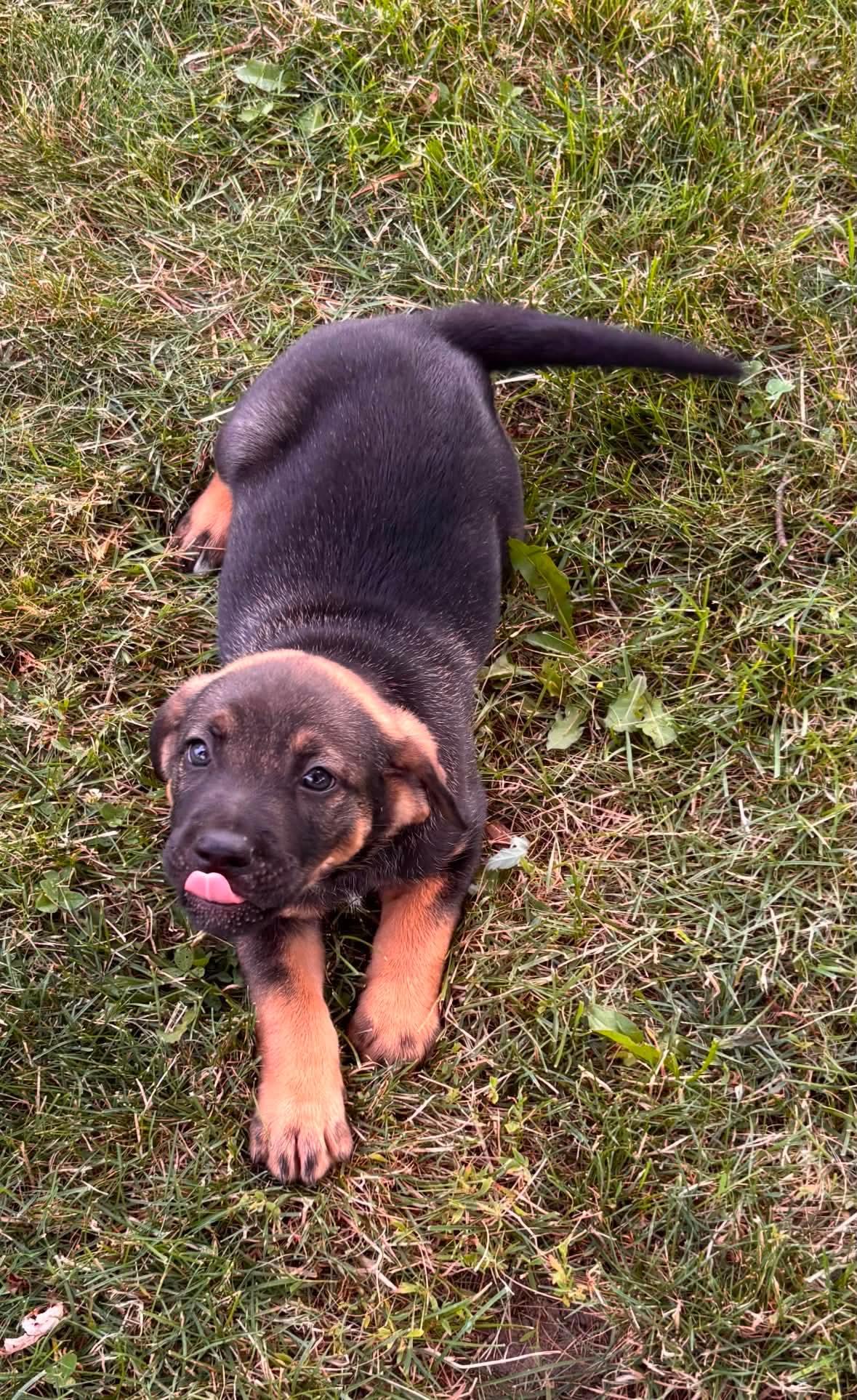 Homer, a ADOPTABLE mixed breed in St Catharines, ON image 3/3