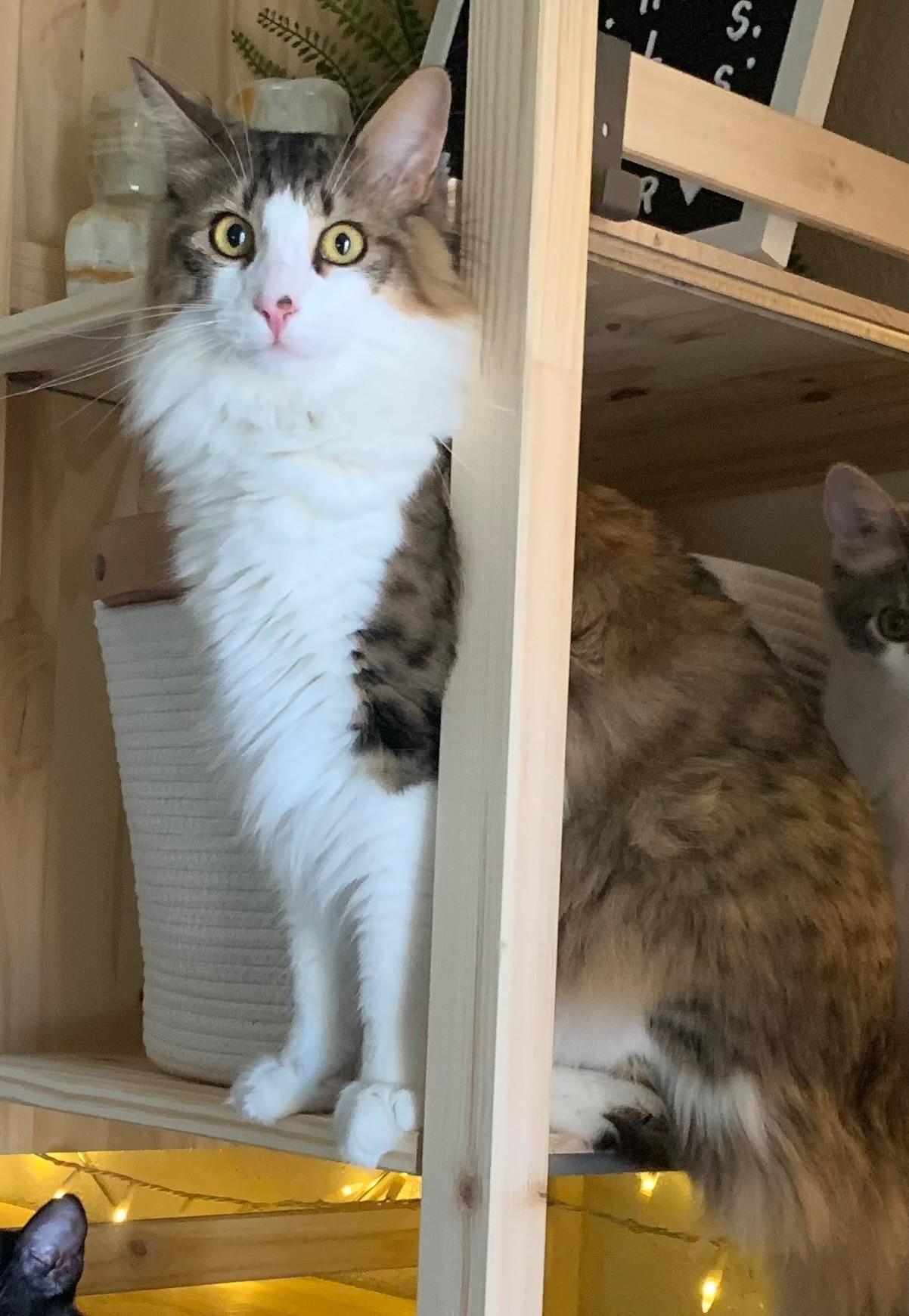 Snickers, Adoptable, Young Male Domestic Medium Hair.