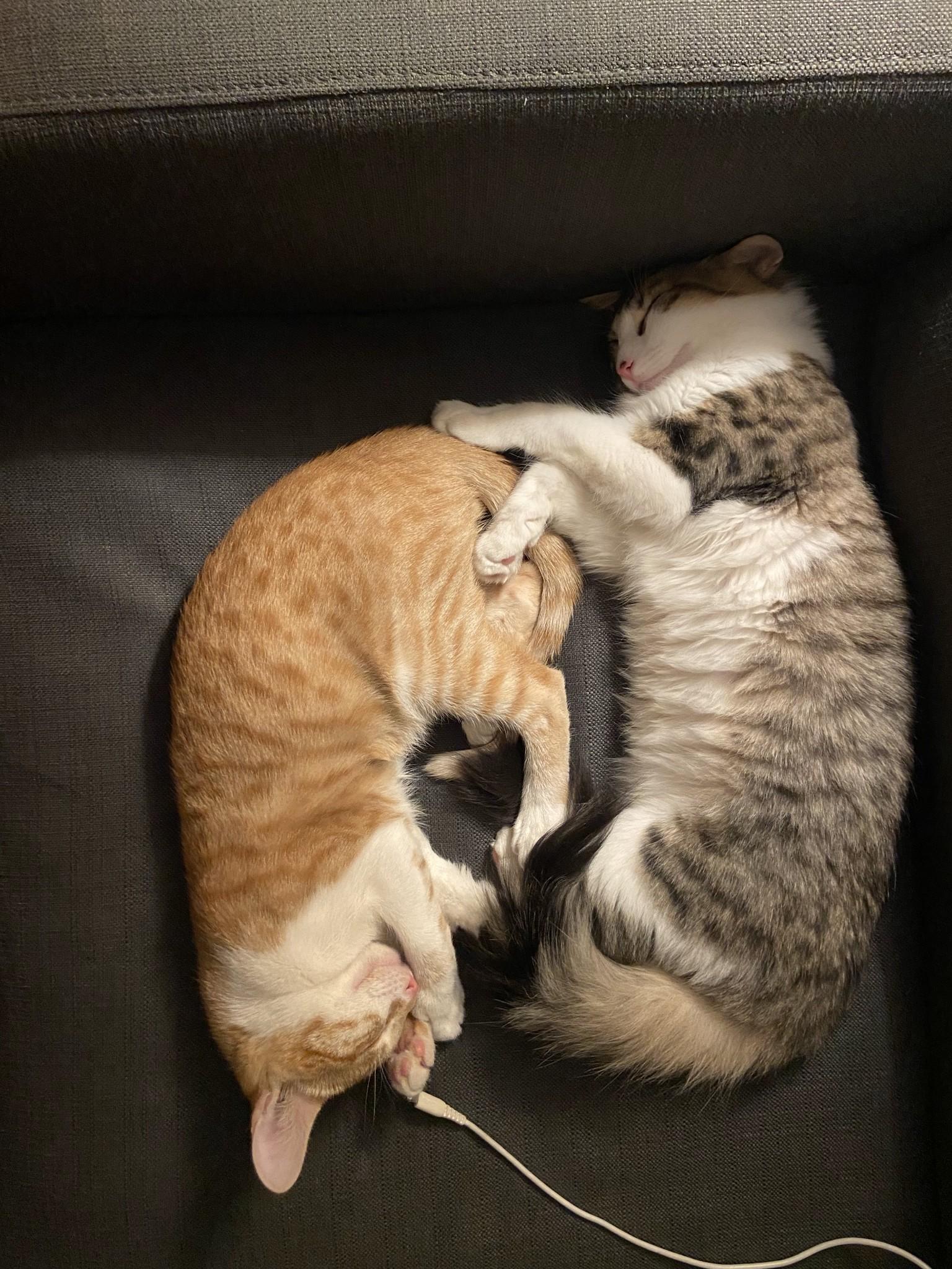 Enlarge Snickers, a Adoptable mixed breed in Lodi, CA image 2/5