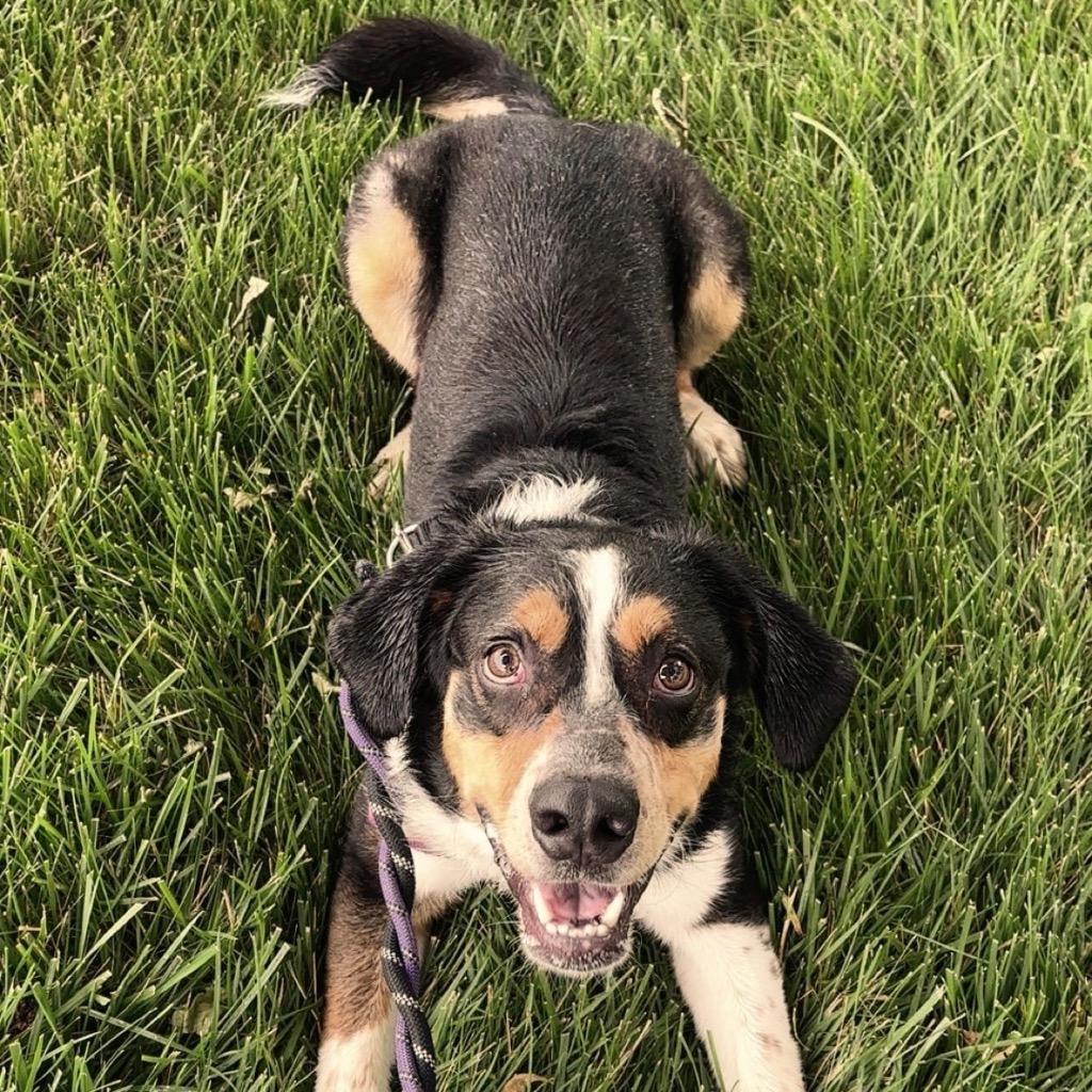 Enlarge Dwight, a Adoptable mixed breed in State College, PA image 1/6