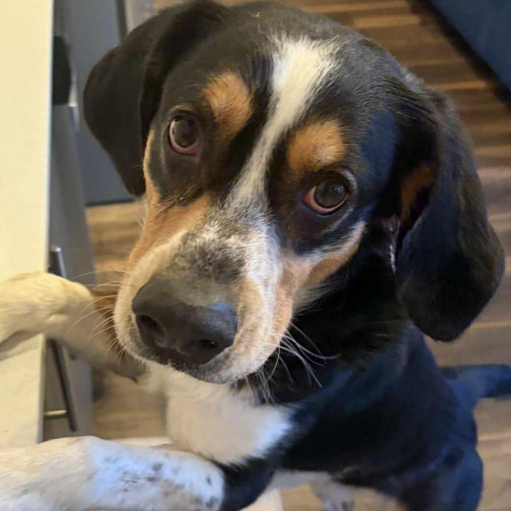 Dwight, Adoptable, Young Male Beagle & Mixed Breed.
