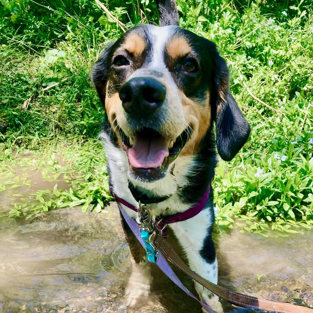 Dwight, Adoptable, Young Male Beagle & Mixed Breed.