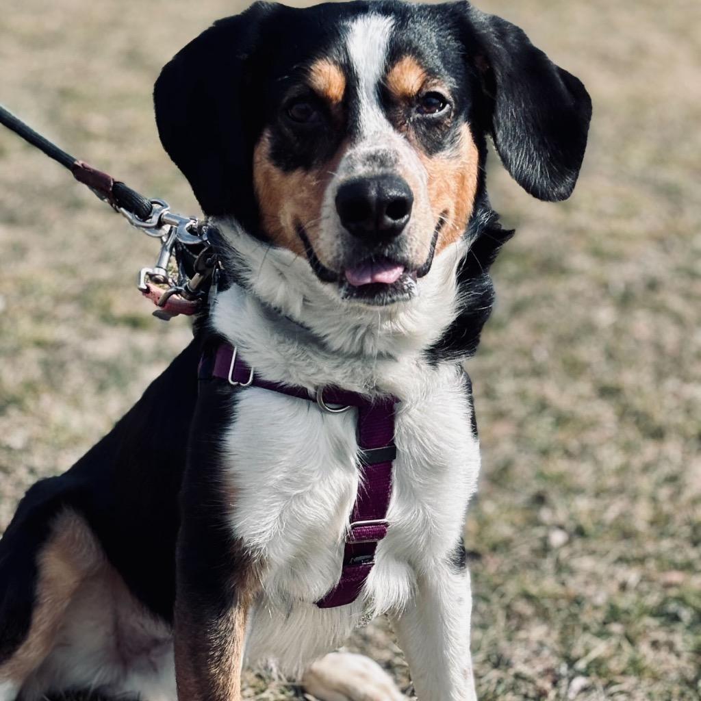 Dwight, a Adoptable mixed breed in State College, PA image 2/6