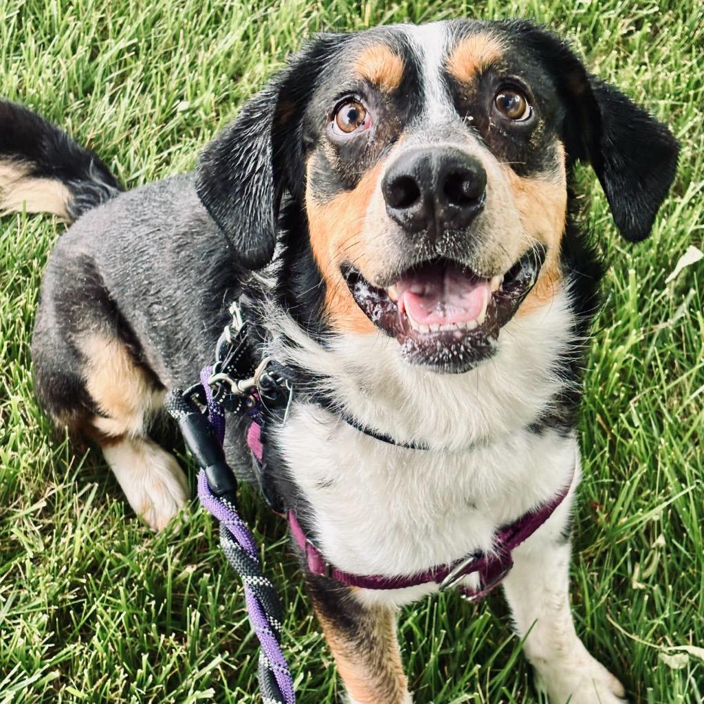 Enlarge Dwight, a Adoptable mixed breed in State College, PA image 3/6