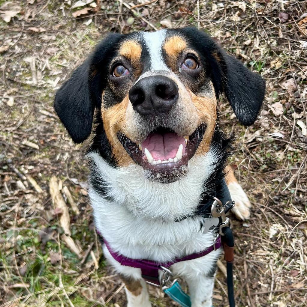 Dwight, a Adoptable mixed breed in State College, PA image 3/6
