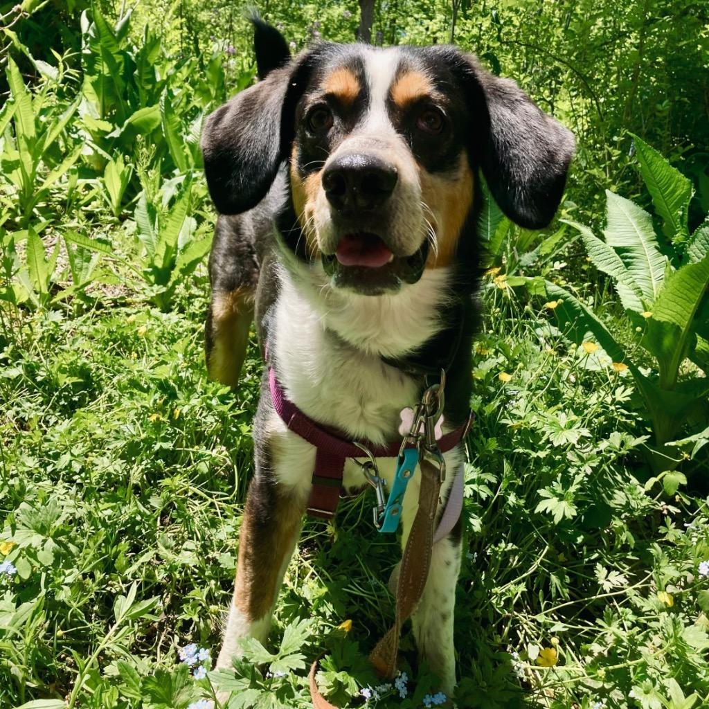 Dwight, a Adoptable mixed breed in State College, PA image 4/6