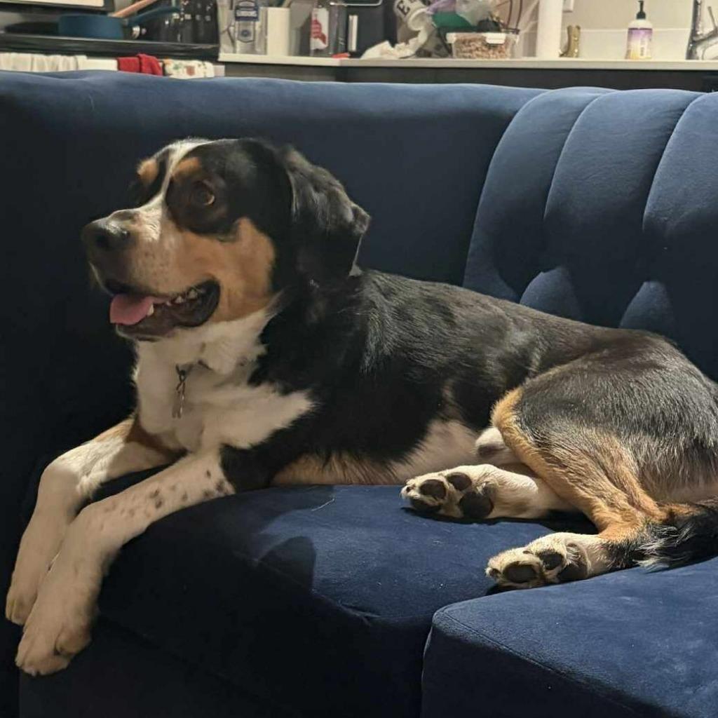 Dwight, a Adoptable mixed breed in State College, PA image 5/6