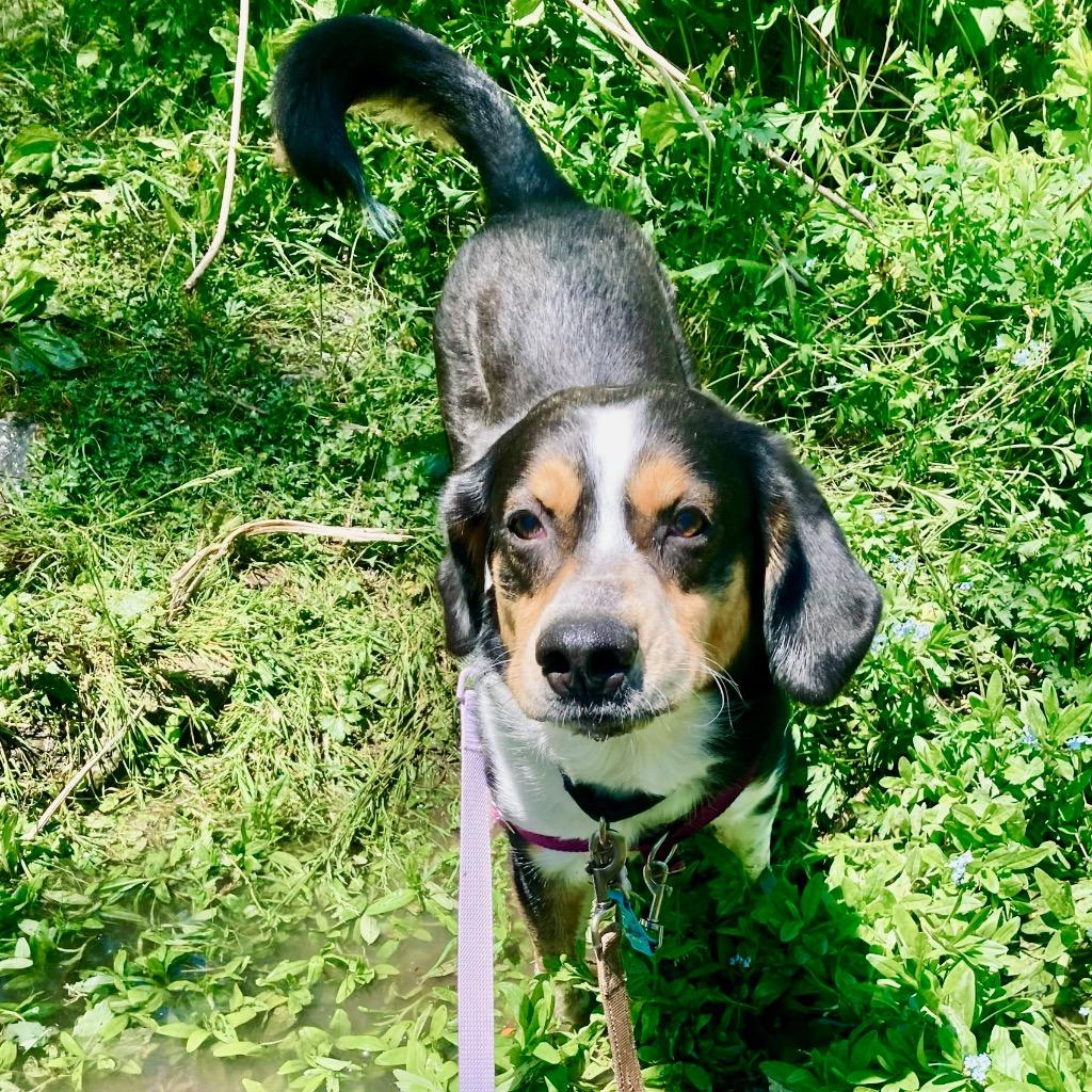 Dwight, a Adoptable mixed breed in State College, PA image 5/6