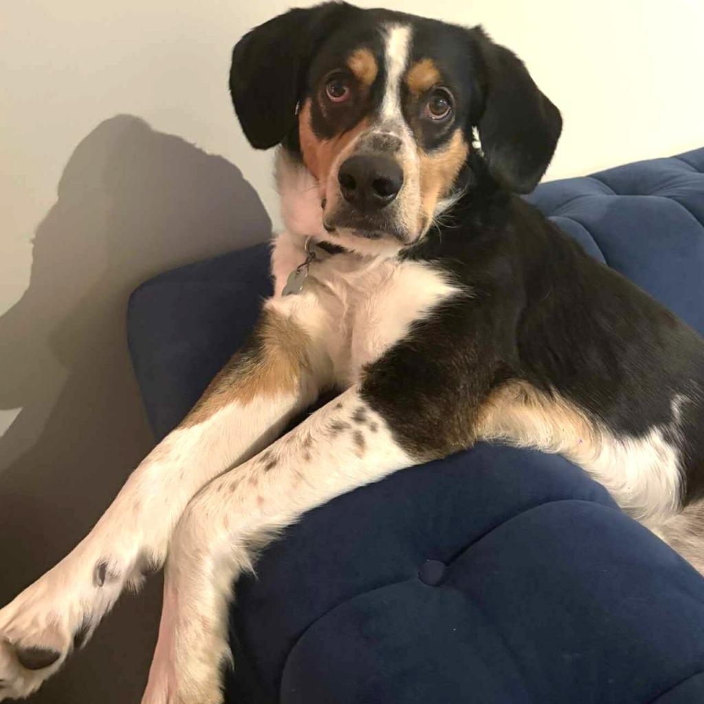 Dwight, a Adoptable mixed breed in State College, PA image 6/6