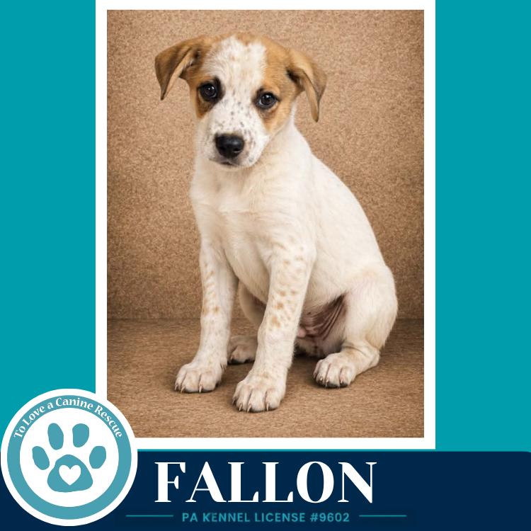 Fallon (Speckled Six) 082226, Adoptable, Puppy Male Cattle Dog.