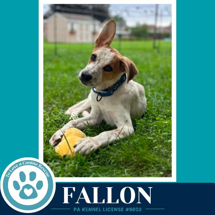 Enlarge Fallon (Speckled Six) 082226, a Adoptable mixed breed in Kimberton, PA image 2/2