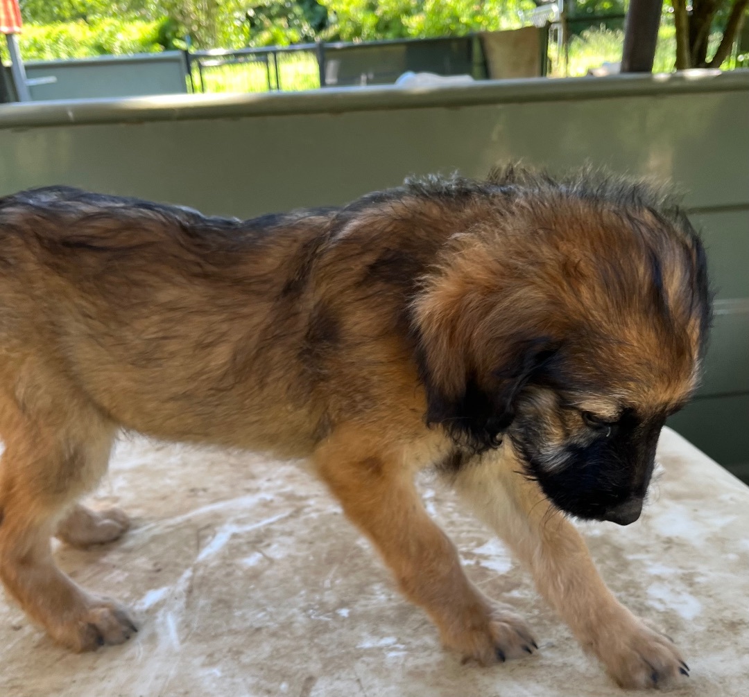 4 puppies, standard poodle/small pit mix  photo 1