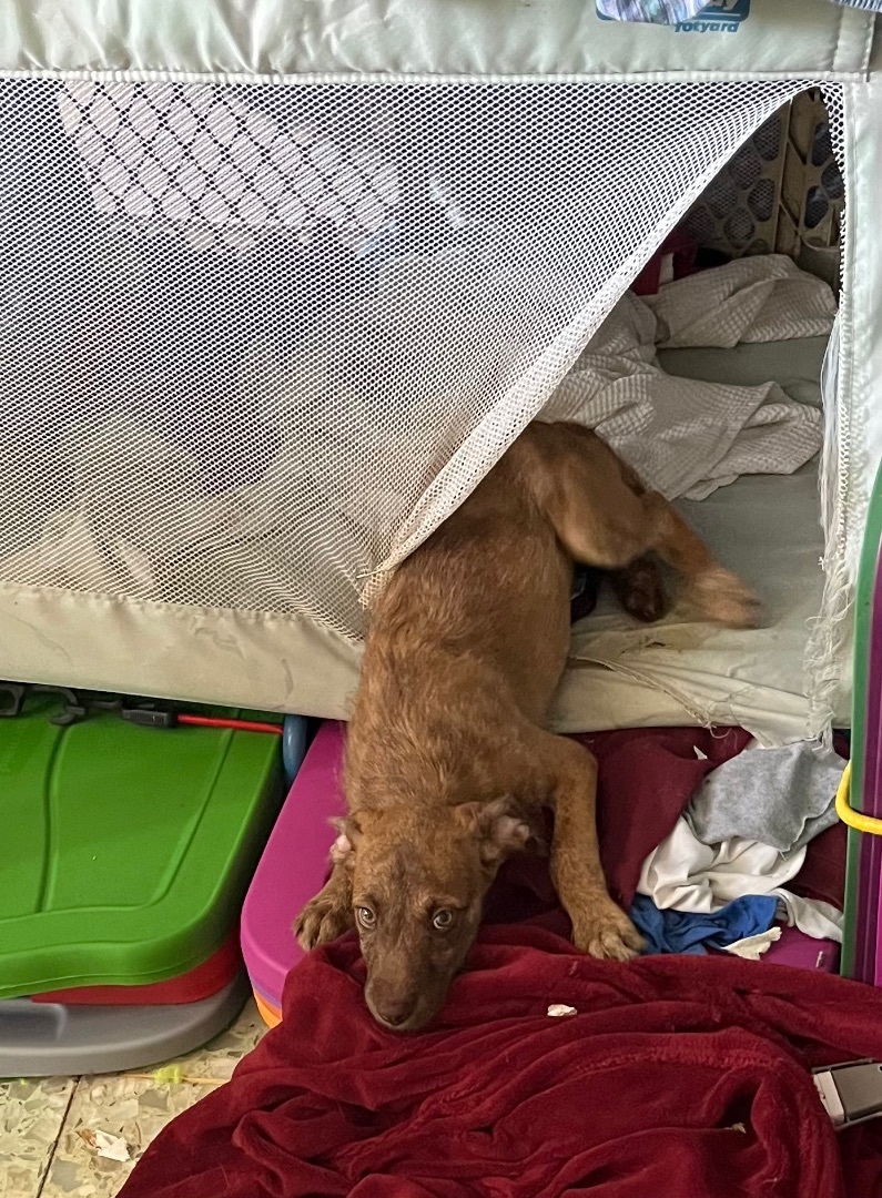 4 puppies, standard poodle/small pit mix  photo 4