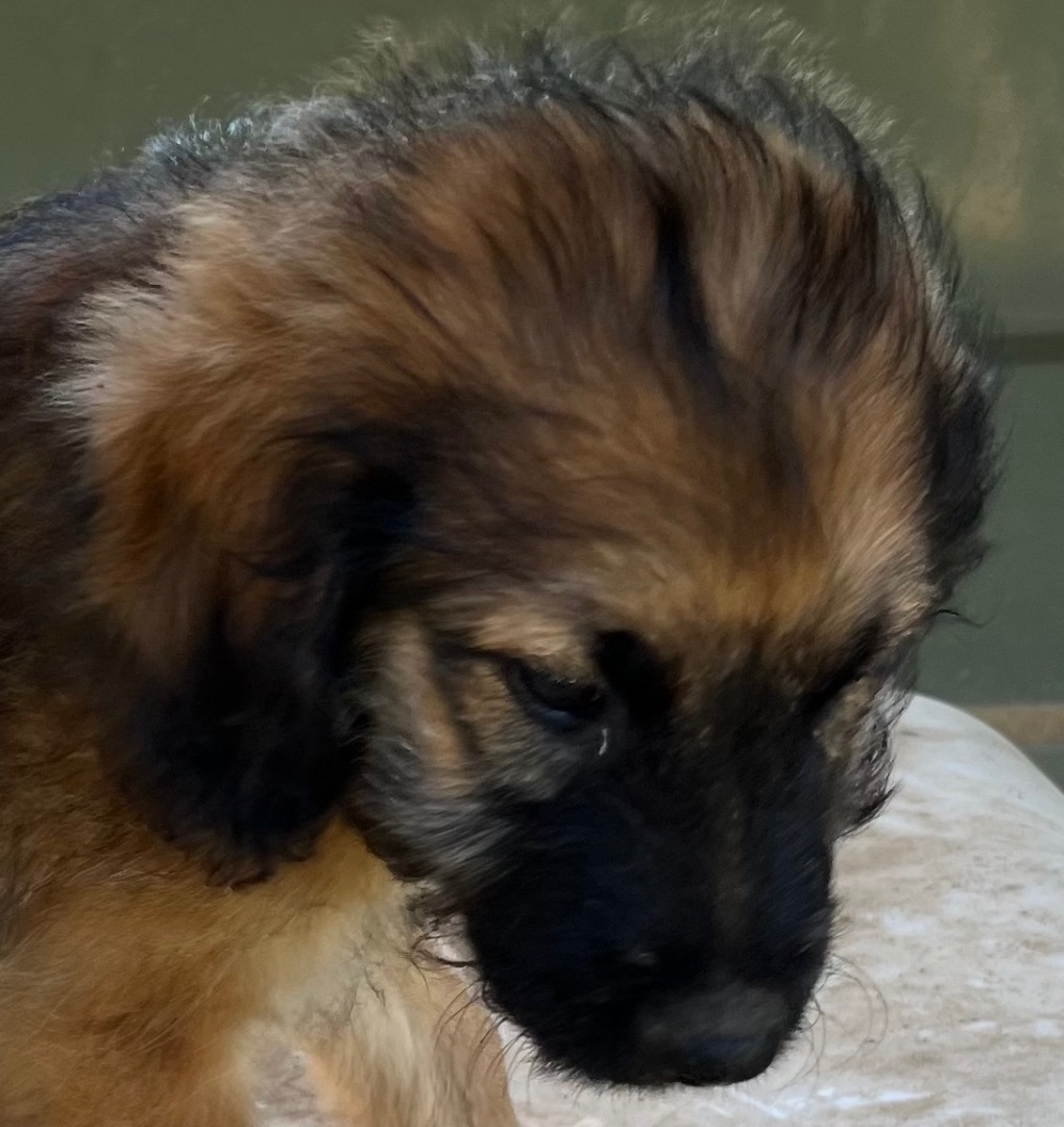 4 puppies, standard poodle/small pit mix  photo 5