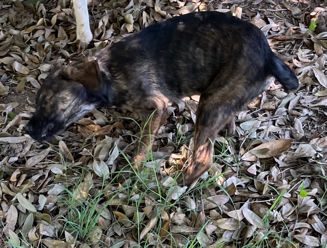 4 puppies, standard poodle/small pit mix  photo 6
