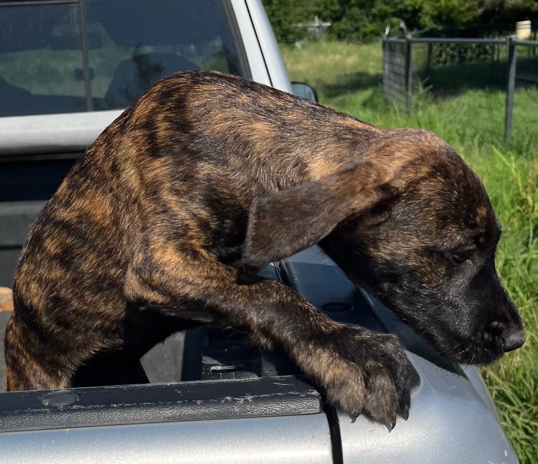 4 puppies, standard poodle/small pit mix  photo 2