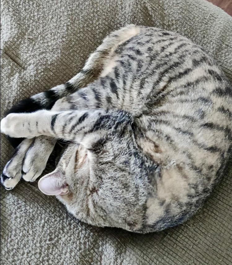 Enlarge Han Solo, a Adoptable Domestic Short Hair in Reston, VA image 2/3