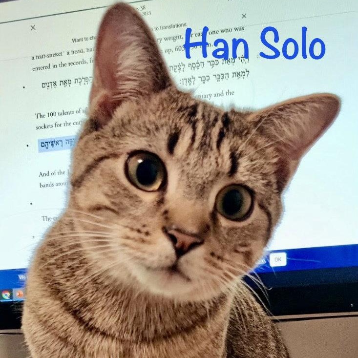 Han Solo, Adoptable, Young Male Domestic Short Hair.
