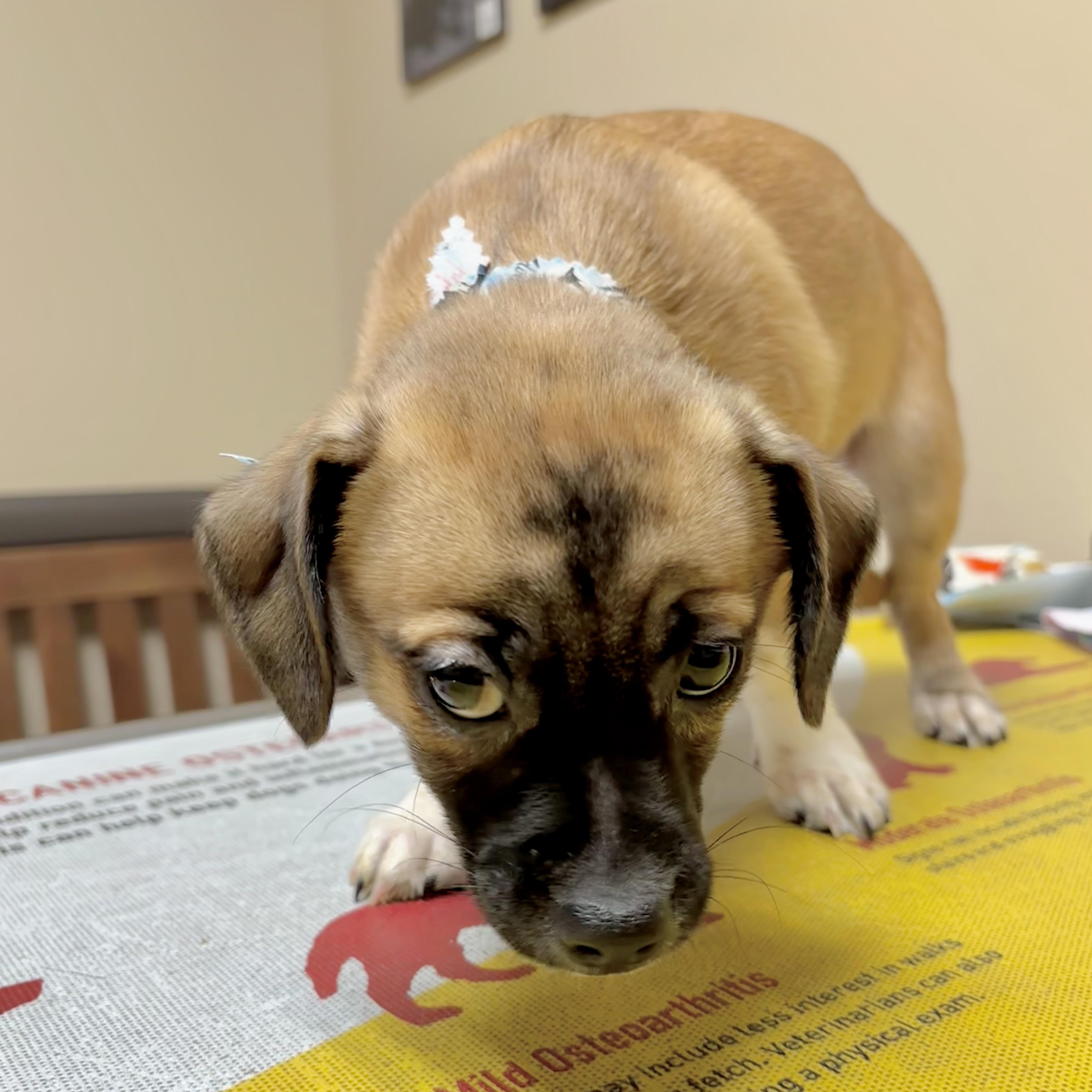 Gordo, a Adoptable mixed breed in New Haven, CT image 6/6
