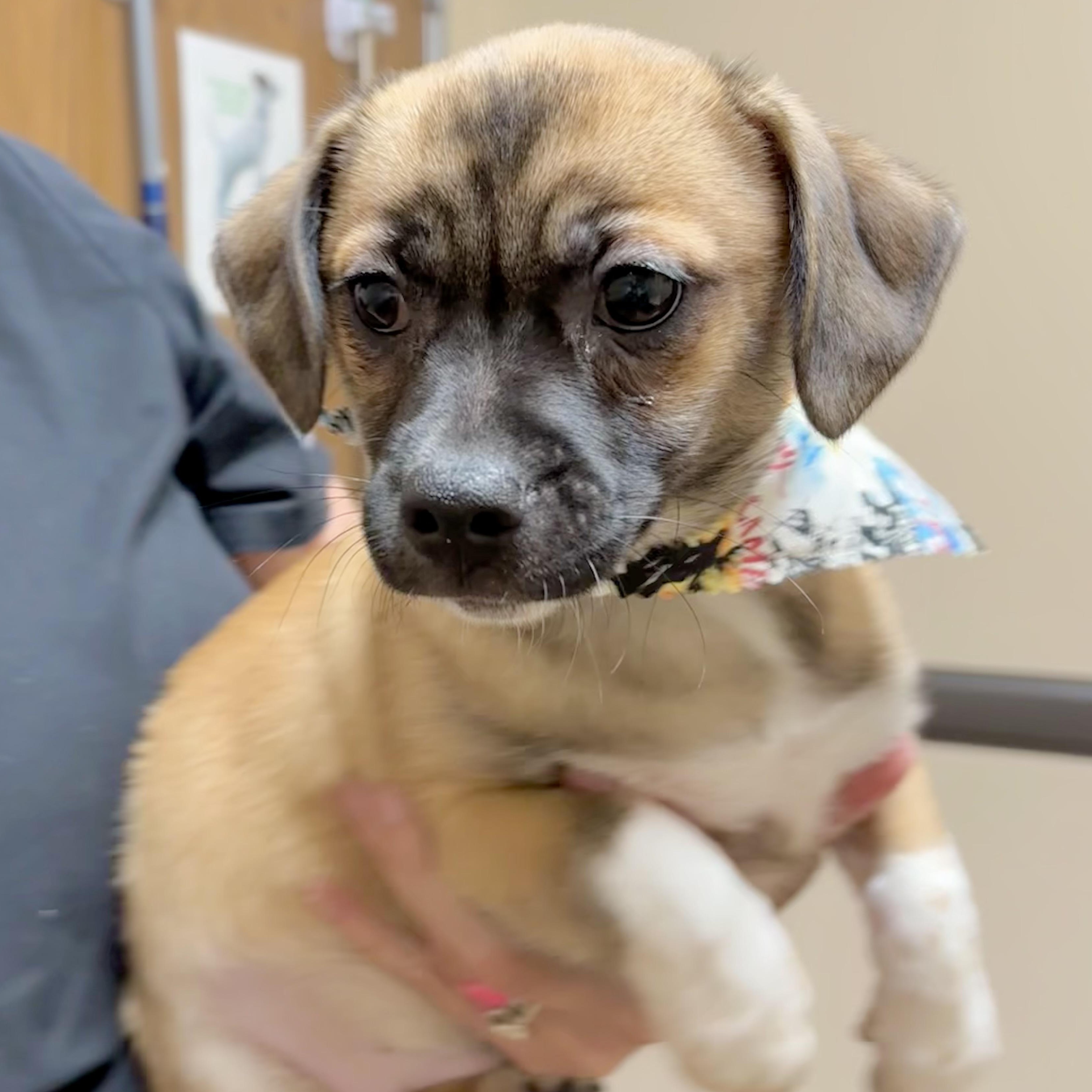 Gordo, a Adoptable mixed breed in New Haven, CT image 1/6