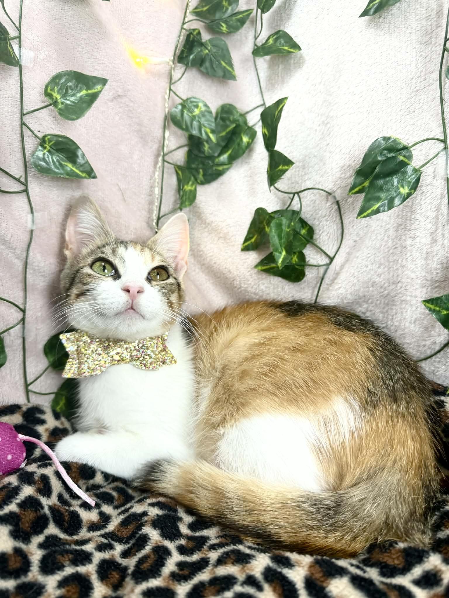 Enlarge Rose, a ADOPTABLE Calico in Tavares, FL image 2/3