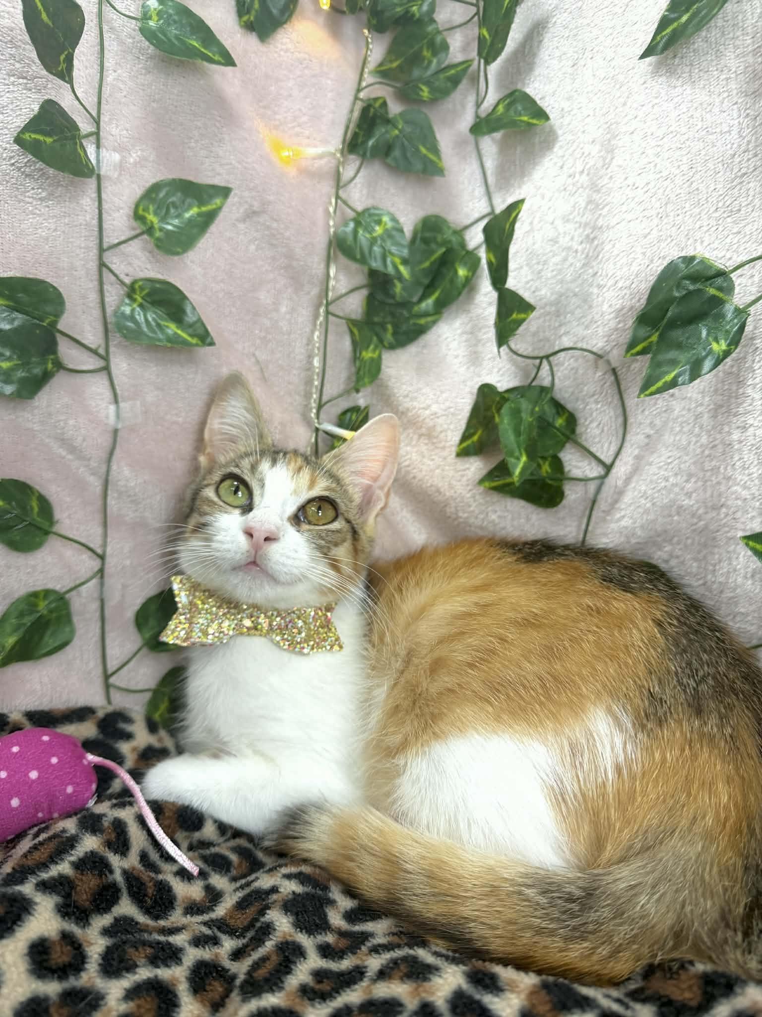 Enlarge Rose, a ADOPTABLE Calico in Tavares, FL image 3/3