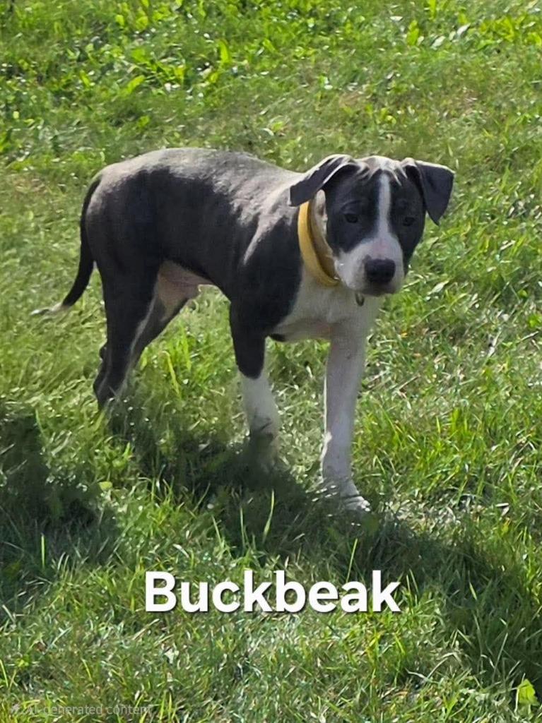 Buckbeak photo