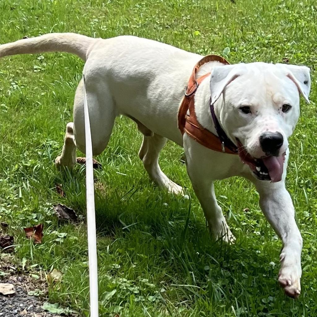 Apollo, Adoptable, Adult Male Pit Bull Terrier & American Staffordshire Terrier.
