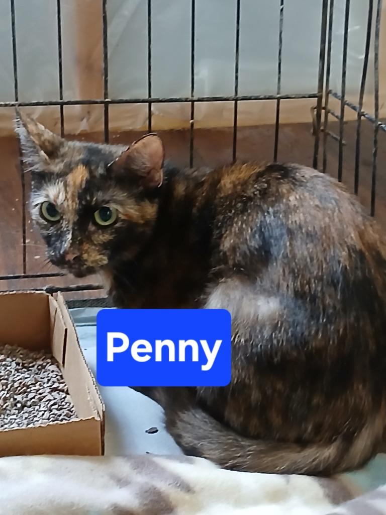 Penny, Adoptable, Young Female Domestic Short Hair.