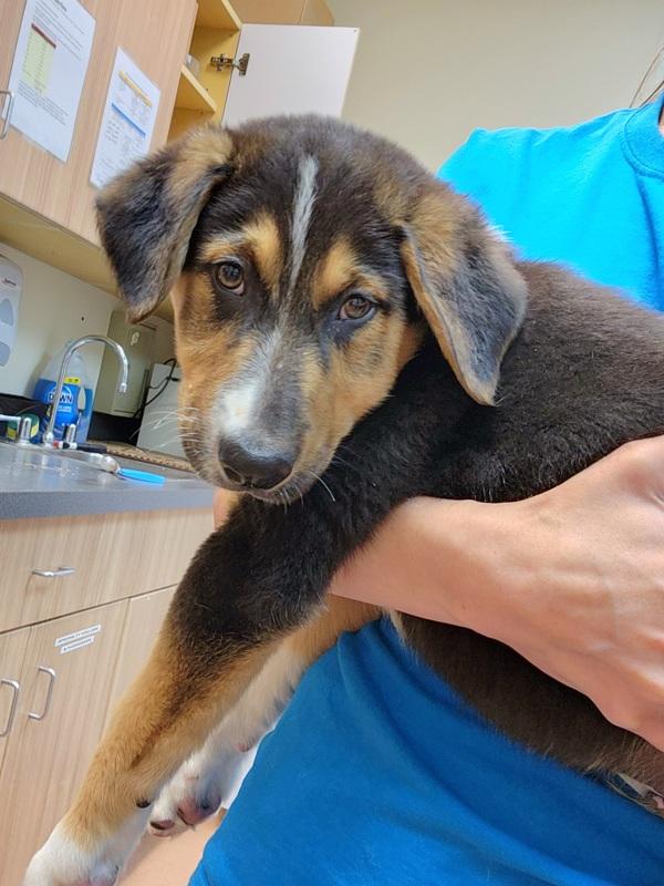 Enlarge Dexter, a Adoptable mixed breed in Kennewick, WA image 1/1