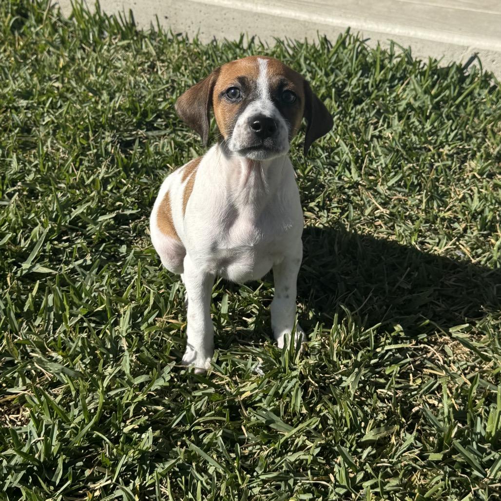 Abby, Adoptable, Puppy Male Pug & Mixed Breed.