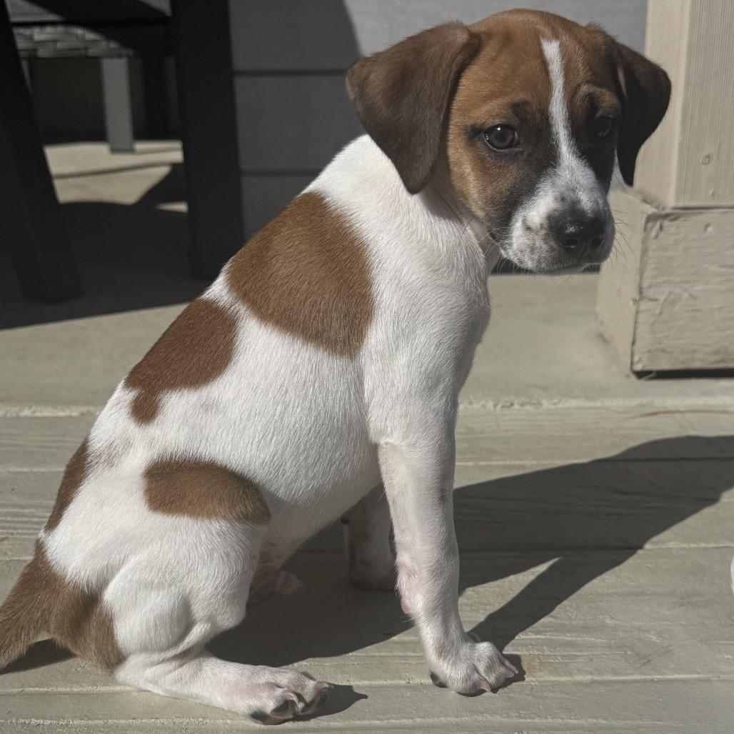 Enlarge Abby, a Adoptable mixed breed in San Antonio, TX image 2/6