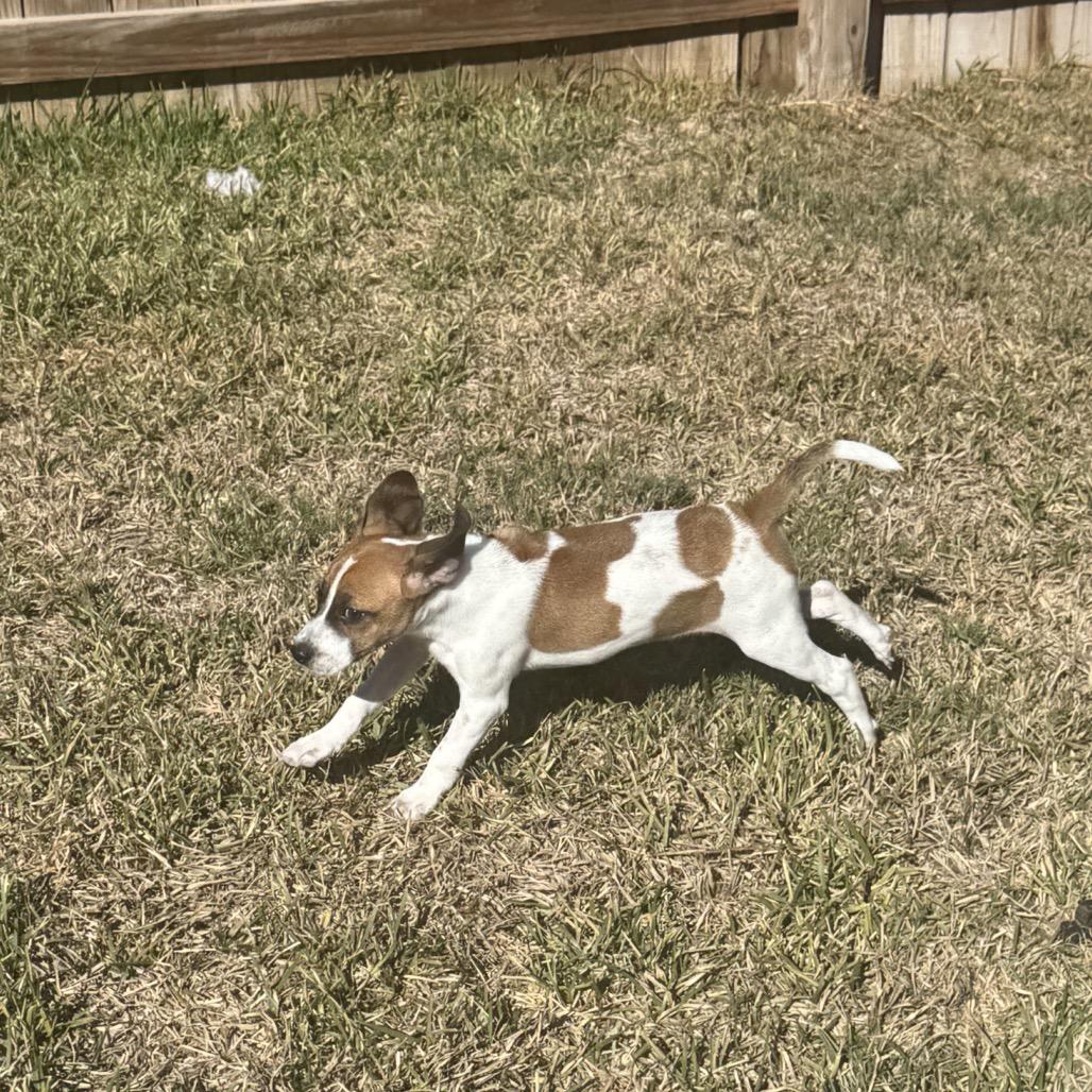 Enlarge Abby, a Adoptable mixed breed in San Antonio, TX image 3/6