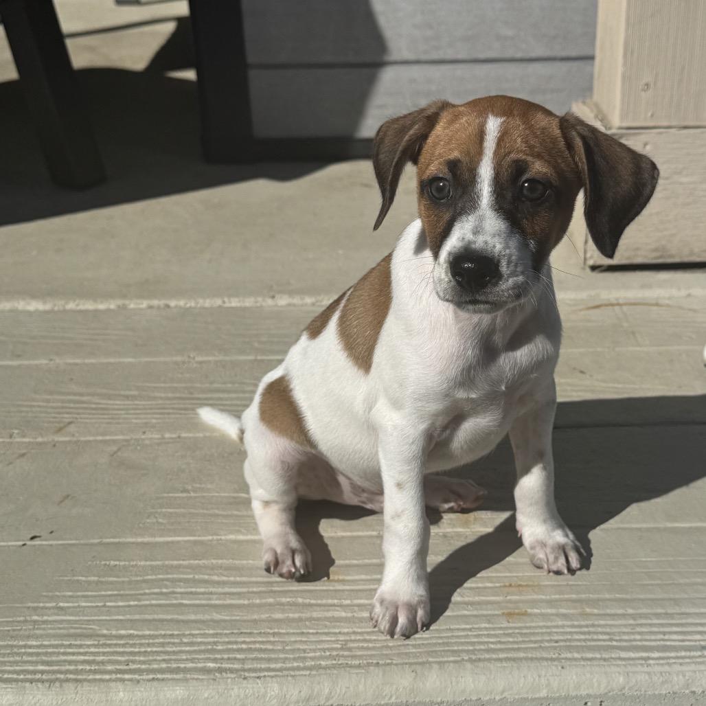 Enlarge Abby, a Adoptable mixed breed in San Antonio, TX image 4/6