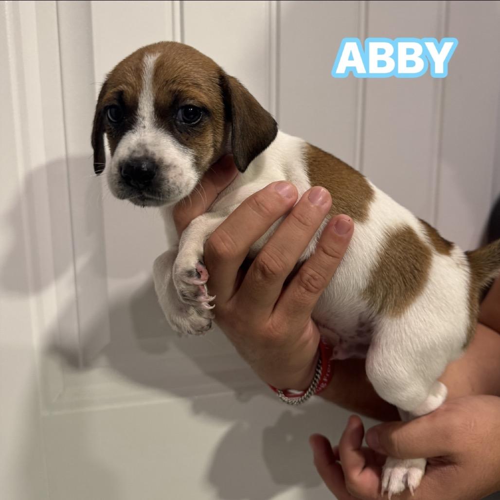 Enlarge Abby, a Adoptable mixed breed in San Antonio, TX image 5/6