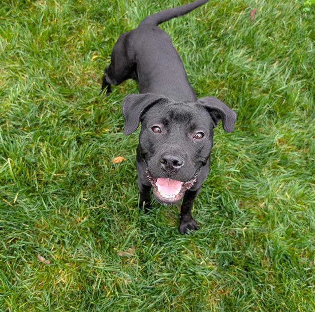 SONOMA, Adoptable, Young Female Pit Bull Terrier.