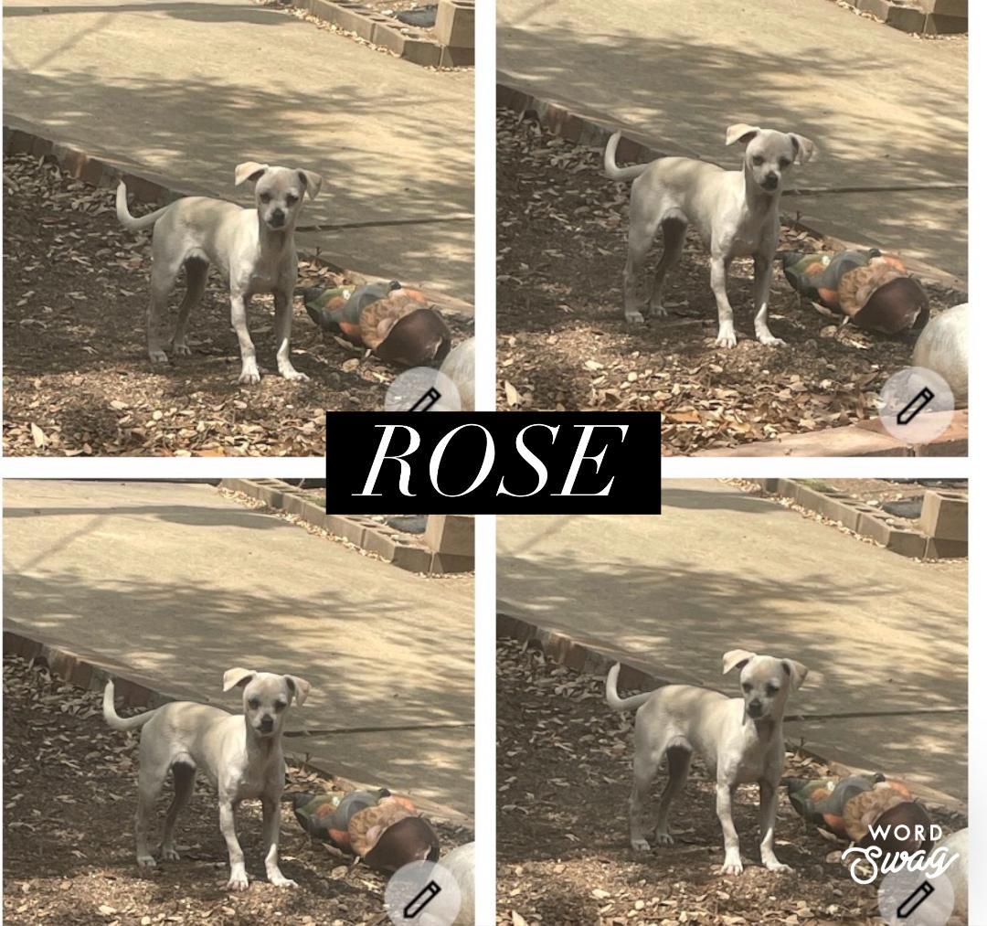 Enlarge Rose, a ADOPTABLE mixed breed in canyon lake, TX image 1/1
