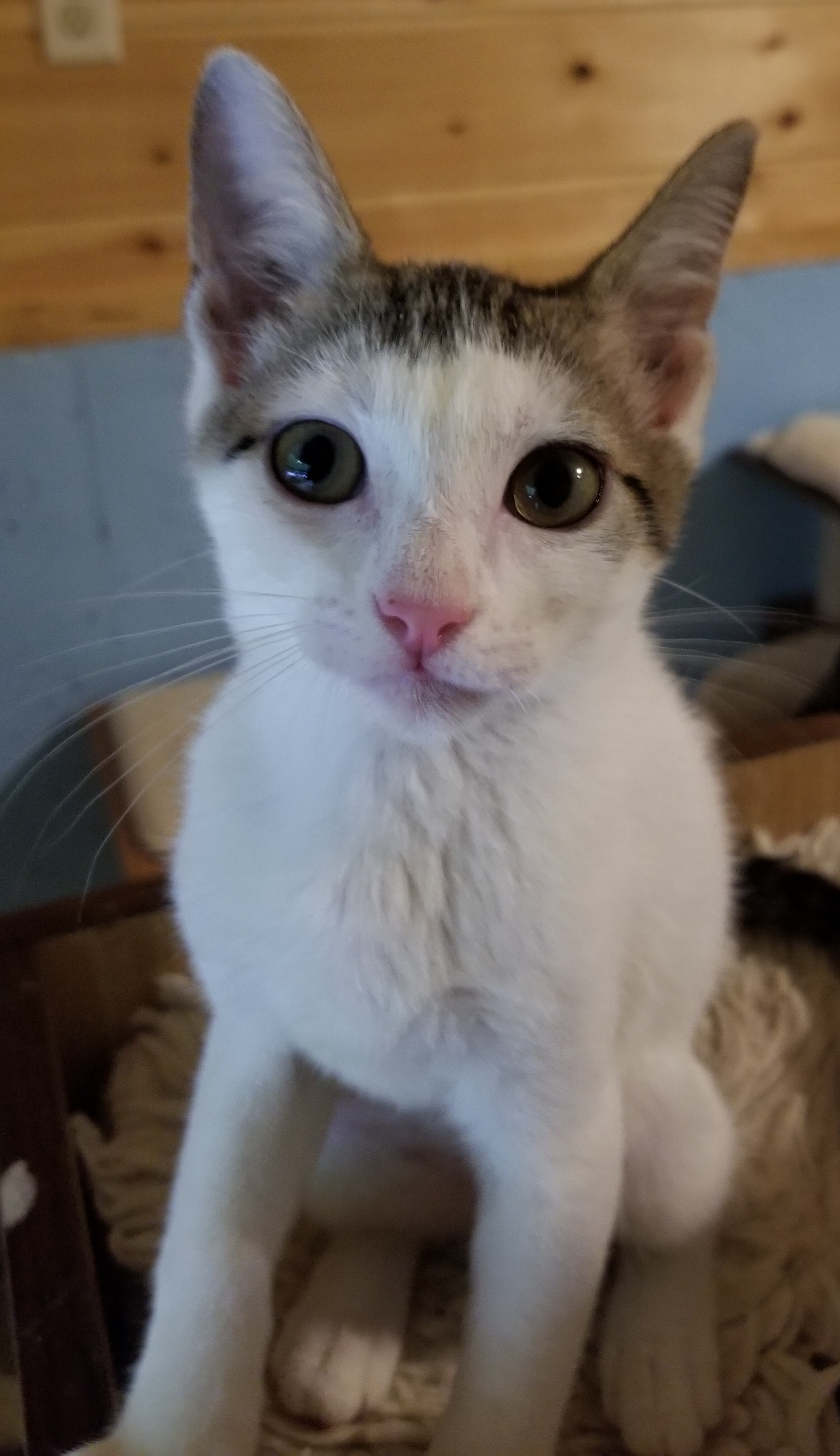 Enlarge Bravo, a Adoptable Domestic Short Hair in Ellijay, GA image 1/12