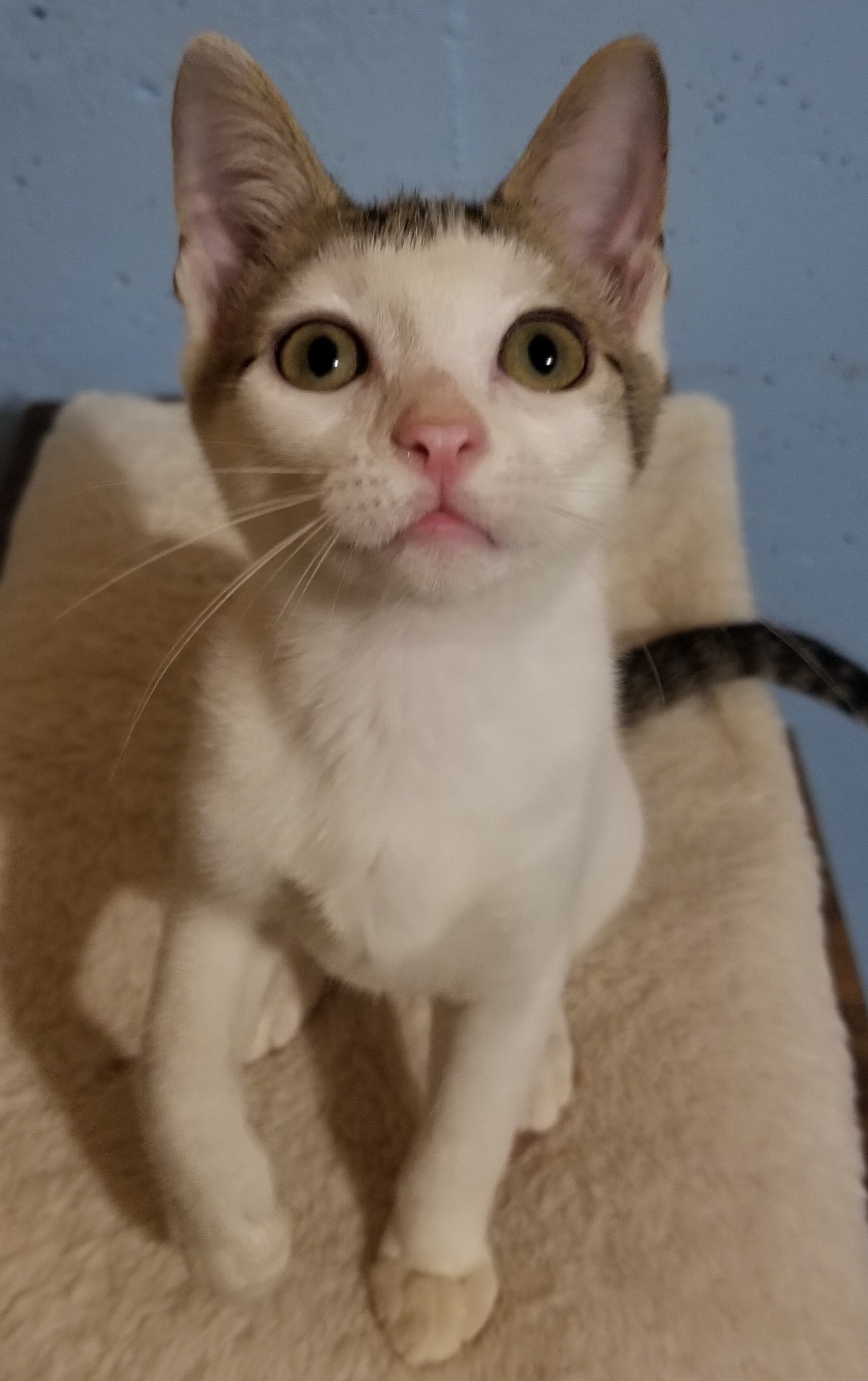 Enlarge Bravo, a Adoptable Domestic Short Hair in Ellijay, GA image 2/12