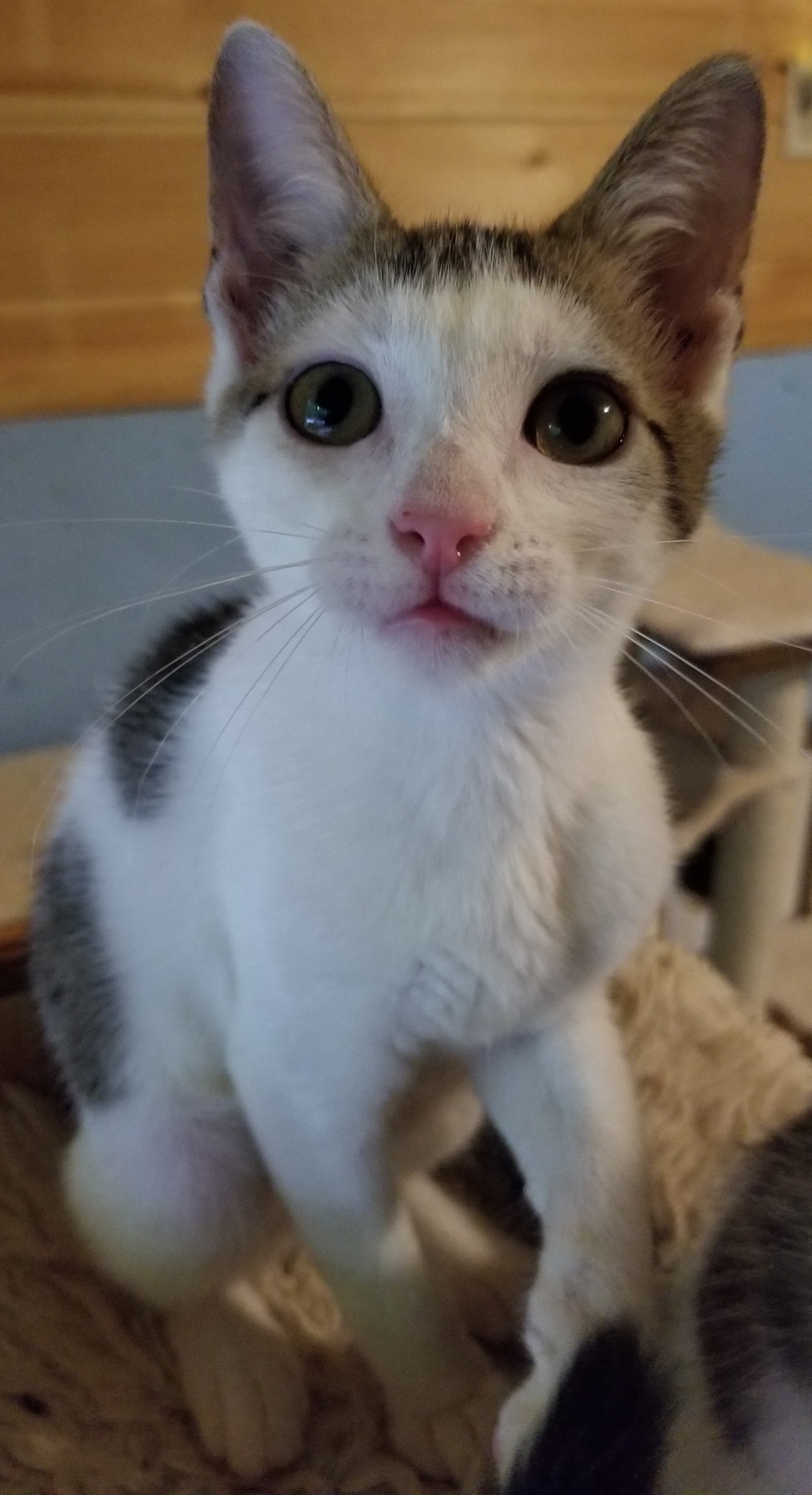 Bravo, Adoptable, Adult Male Domestic Short Hair.