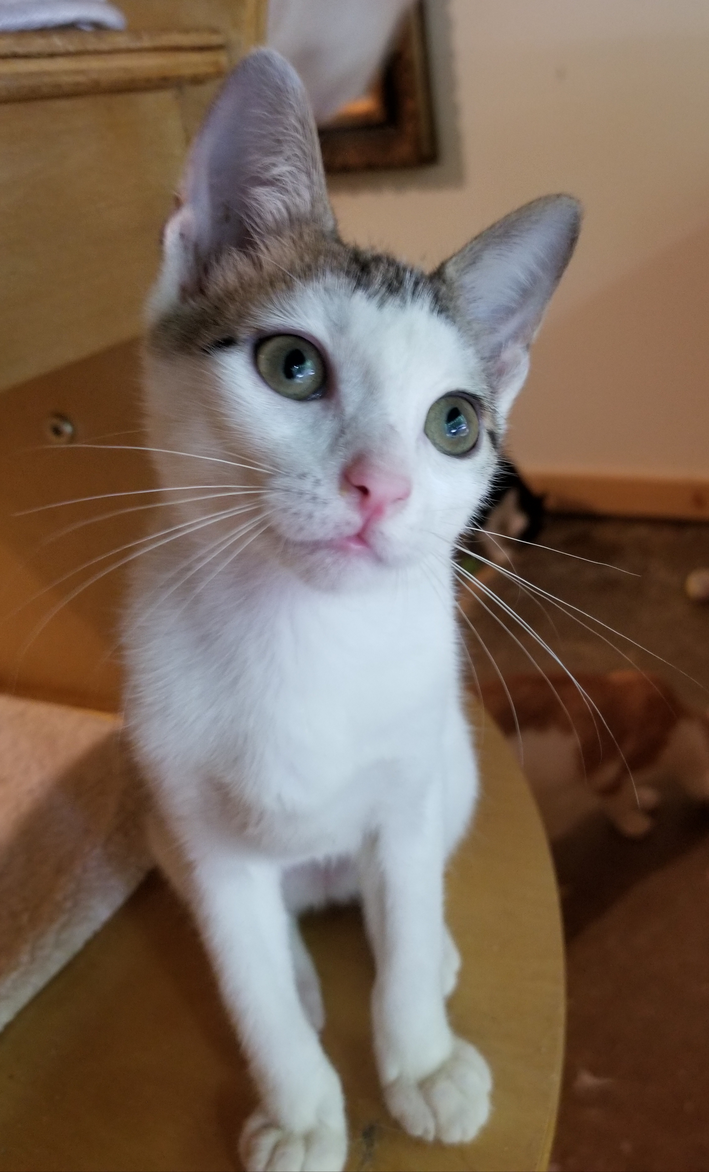 Enlarge Bravo, a Adoptable Domestic Short Hair in Ellijay, GA image 4/12