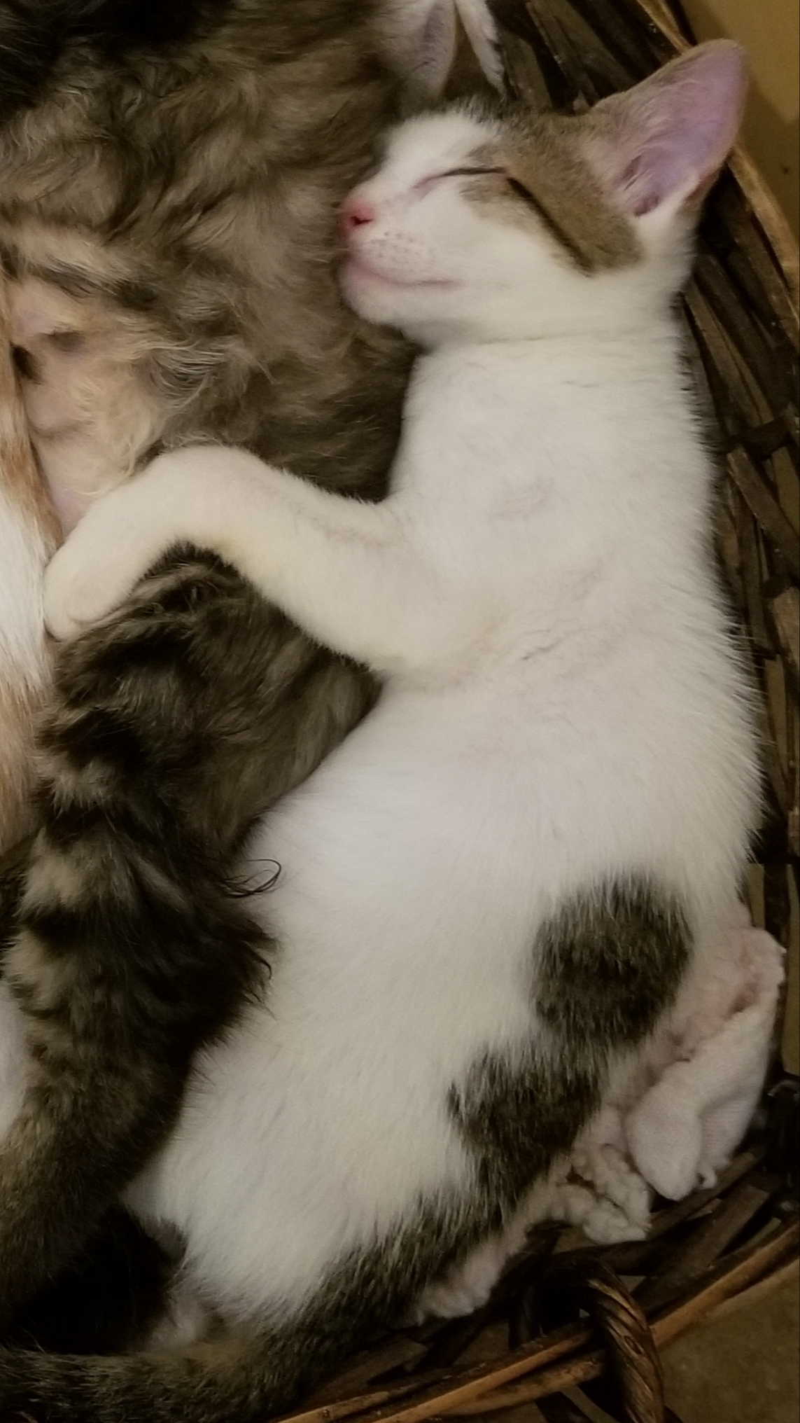 Enlarge Bravo, a Adoptable Domestic Short Hair in Ellijay, GA image 5/12