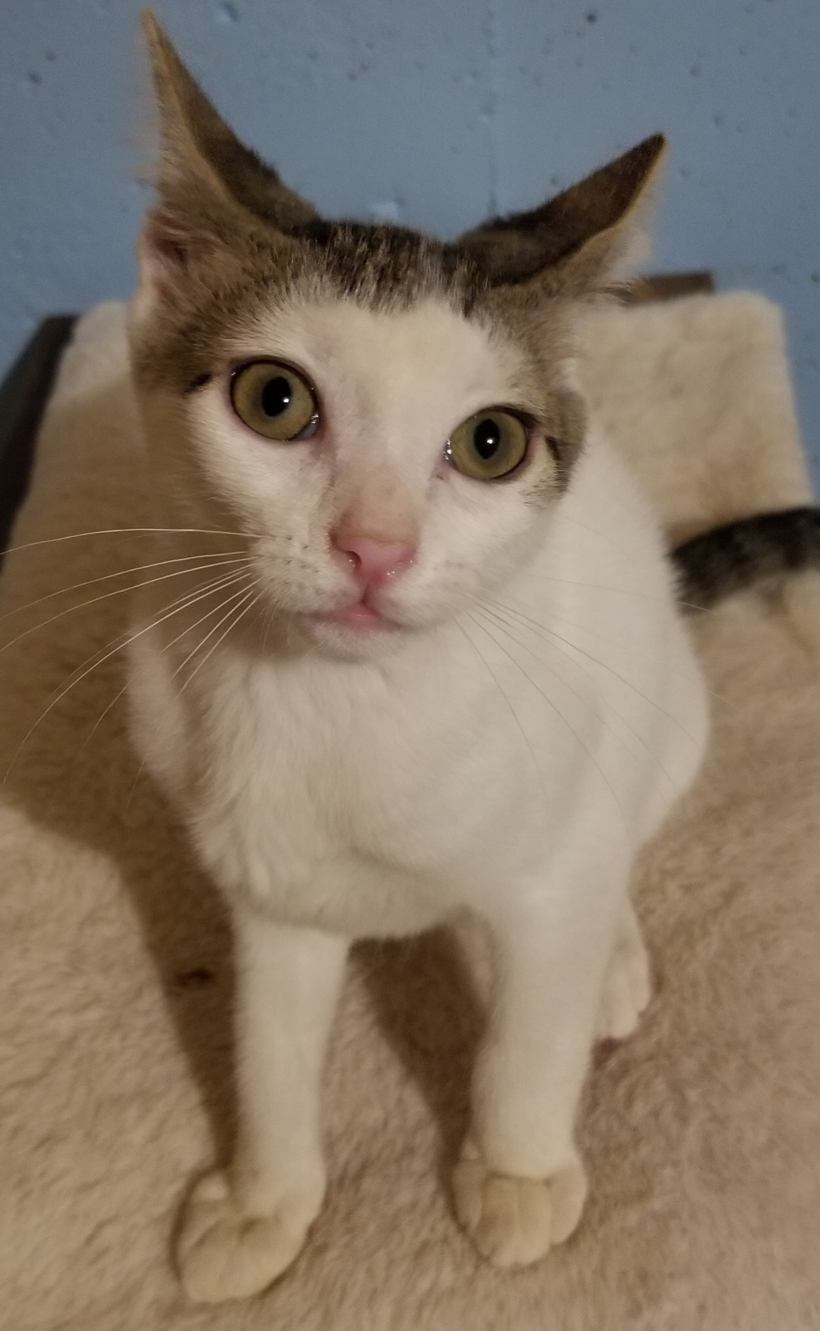 Enlarge Bravo, a Adoptable Domestic Short Hair in Ellijay, GA image 6/12