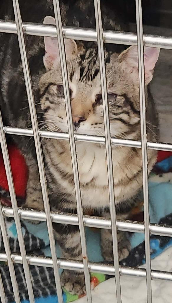 Enlarge Alto, a Adoptable mixed breed in Republic, MO image 2/3