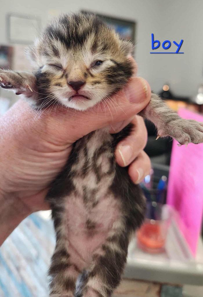 Alto, Adoptable, Kitten Male Domestic Short Hair.